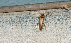Ortholeptura valida