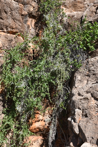 rock morning glory (Ipomoea costata)