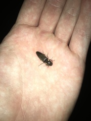 Deilelater physoderus