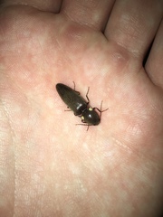 Deilelater physoderus