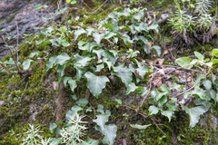 Hedera nepalensis, photograph (c) Morten Ross, some rights reserved (CC BY)