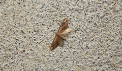Eupithecia subapicata