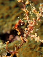 Hippocampus pontohi