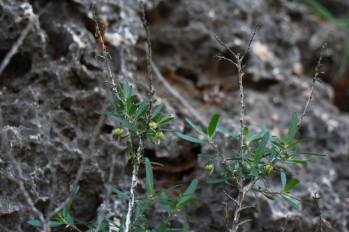 Image of Pigea aurantiaca by (c) Em Lamond, some rights reserved (CC BY)