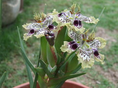 Ferraria densepunctulata