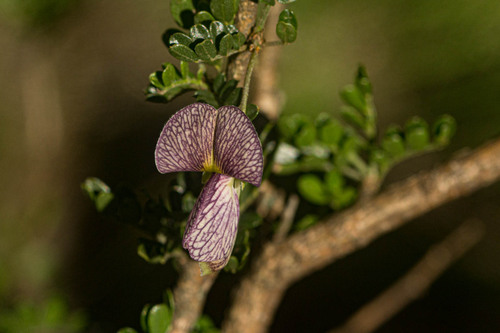 Caterpillar Bush