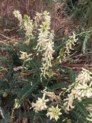 Astragalus nuttallii virgatus