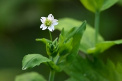 Cerastium davuricum