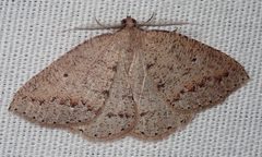 Drepanulatrix secundaria