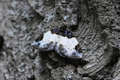 Mesoleuca albicillata