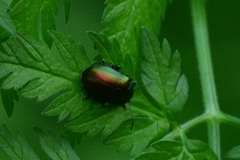 Oreina sulcata basilea