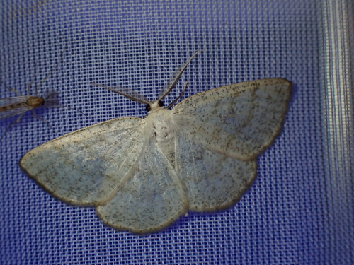 Northern Wave Moth, Schiermonnikoog, Schiermonnikoog, Friesland, Netherlands, photo 7 of 10