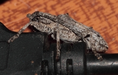Crossotus stypticus