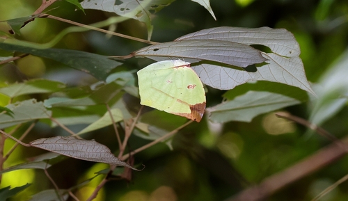 Dercas verhuelli (van der Hoeven, 1839)