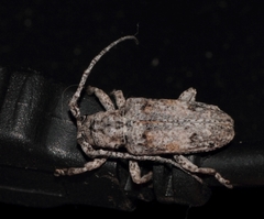 Crossotus stypticus