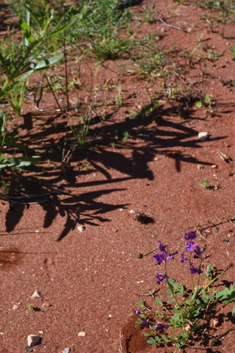 Image of Swainsona pterostylis by (c) Em Lamond, some rights reserved (CC BY)