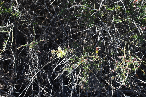 Image of Leschenaultia linarioides by (c) Em Lamond, some rights reserved (CC BY)