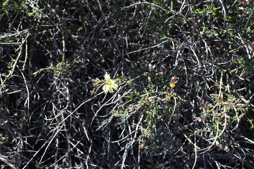 Image of Leschenaultia linarioides by (c) Em Lamond, some rights reserved (CC BY)