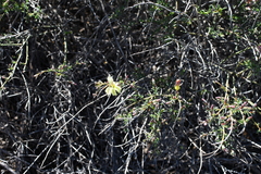 Leschenaultia linarioides, photograph Em Lamond, CC BY, iNaturalist via GBIF