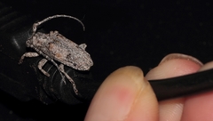 Crossotus stypticus