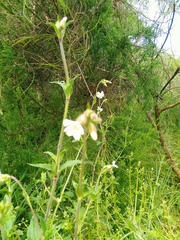 Behenantha