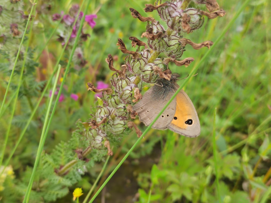 Hyponephele sifanica