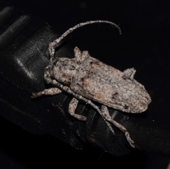 Crossotus stypticus