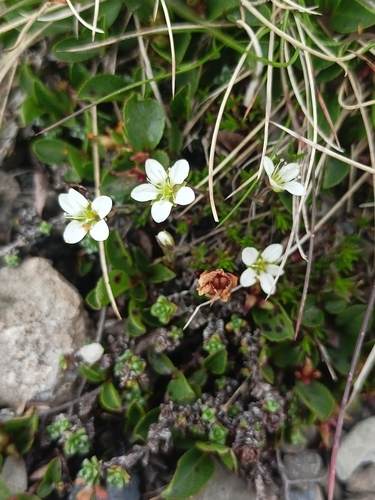 Image of Sabulina verna by (c) Malte Krömer, some rights reserved (CC BY)