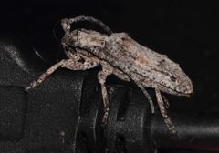 Crossotus stypticus
