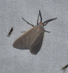 Pygarctia pterygostigma