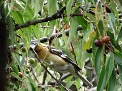 Pheucticus melanocephalus