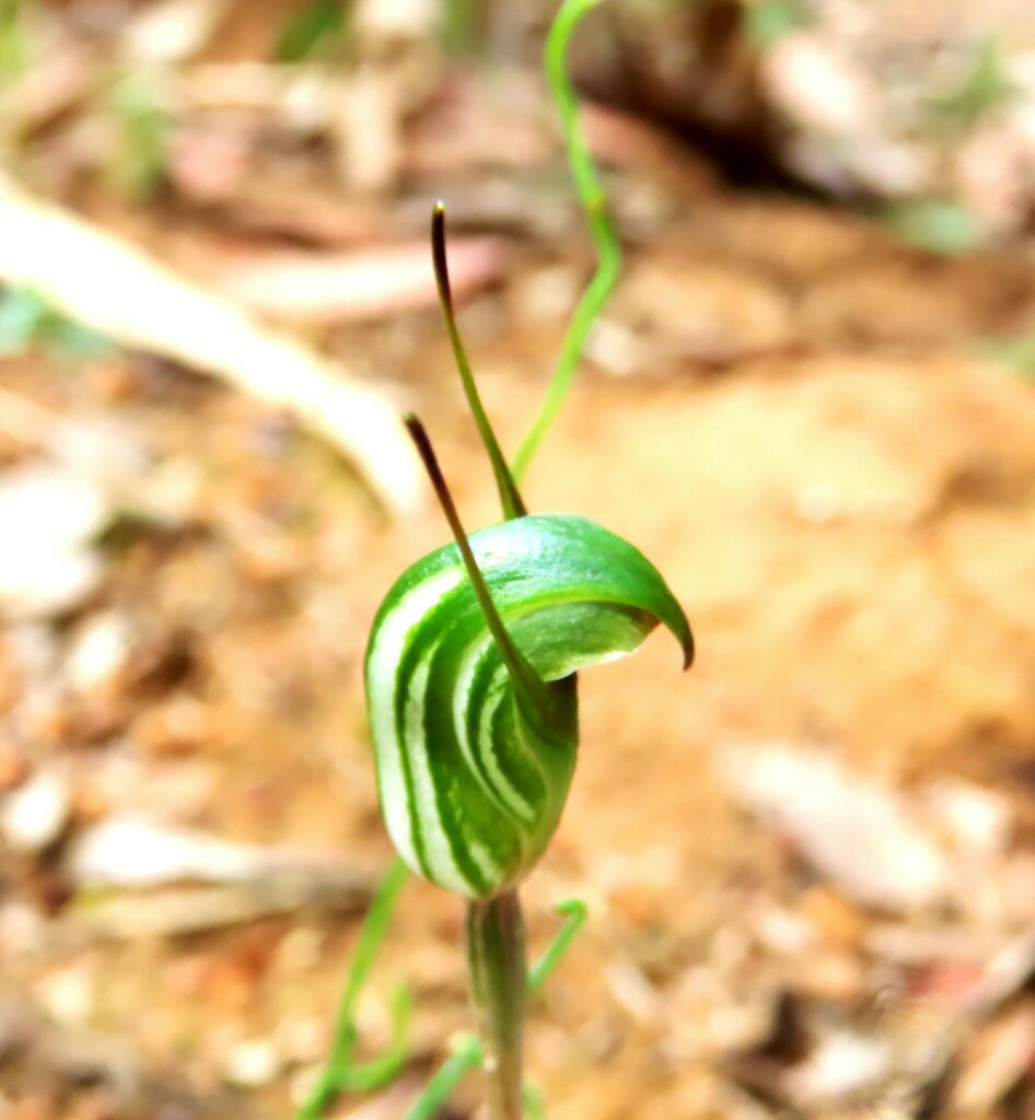 Pterostylis concinna