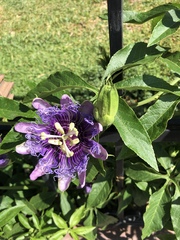 Passiflora incarnata × cincinnata