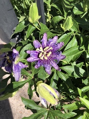 Passiflora incarnata × cincinnata