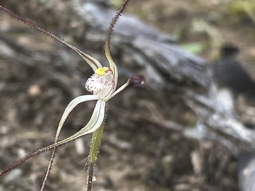 Image of Caladenia microchila by (c) John Van Den Nouwelant, some rights reserved (CC BY)