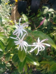 Jasminum laurifolium