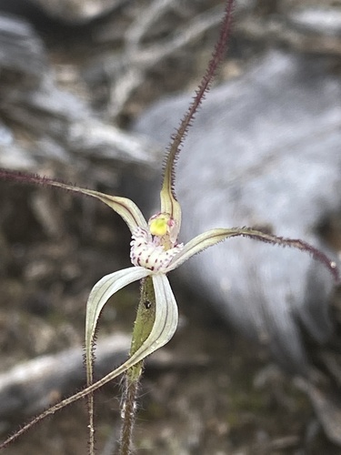 Image of Caladenia microchila by (c) John Van Den Nouwelant, some rights reserved (CC BY)