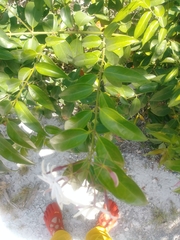 Jasminum laurifolium