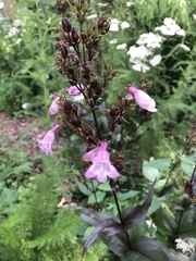 Penstemon tenuis