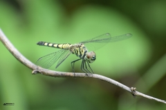 Brachydiplax sobrina