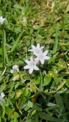 Richardia grandiflora