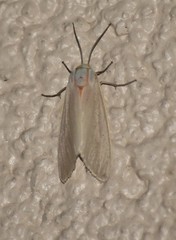 Pygarctia pterygostigma