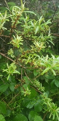 Hippophae rhamnoides