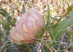 Protea vogtsiae