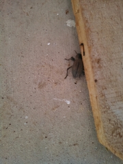 Cryptoglossa variolosa