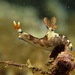 Lined Nembrotha - Photo (c) Michael, some rights reserved (CC BY-NC), uploaded by Michael