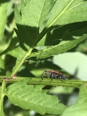 Rhodobaenus
