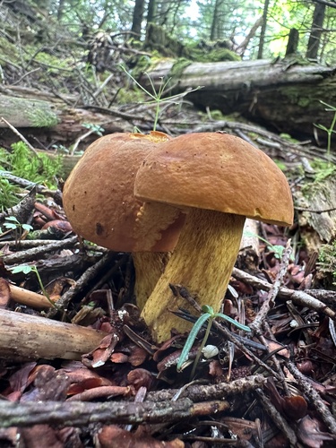 Boletus aurantiosplendens