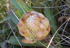 Protea vogtsiae