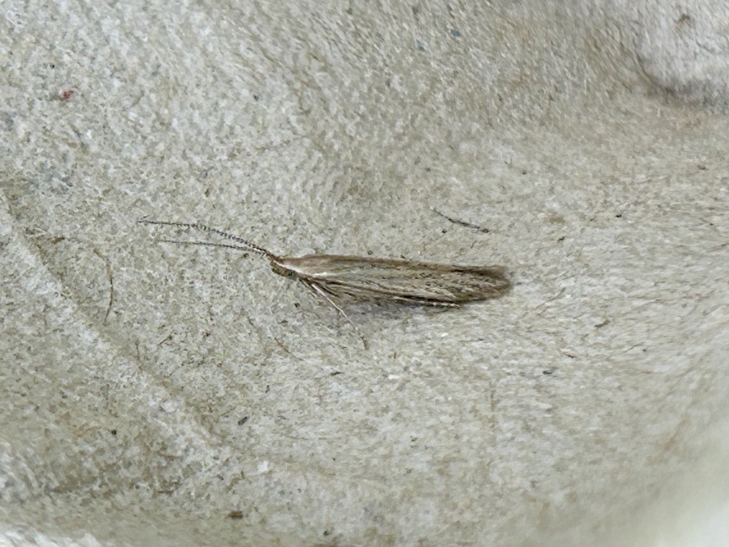 Speckled Case-bearer